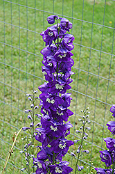Magic Fountains Dark Blue White Bee Larkspur (Delphinium 'Magic Fountains Dark Blue White Bee') at Debbie's Greenhouse & Garden Centre