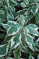 Ivory Halo Dogwood (Cornus alba 'Ivory Halo') at Debbie's Greenhouse & Garden Centre