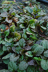 Bronze Beauty Bugleweed (Ajuga reptans 'Bronze Beauty') at Debbie's Greenhouse & Garden Centre