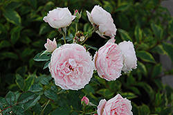 Morden Blush Rose (Rosa 'Morden Blush') at Debbie's Greenhouse & Garden Centre