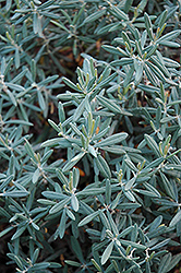 Blue Ice Bog Rosemary (Andromeda polifolia 'Blue Ice') at Debbie's Greenhouse & Garden Centre