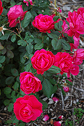Winnipeg Parks Rose (Rosa 'Winnipeg Parks') at Debbie's Greenhouse & Garden Centre