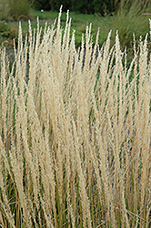 Karl Foerster Reed Grass (Calamagrostis x acutiflora 'Karl Foerster') at Debbie's Greenhouse & Garden Centre