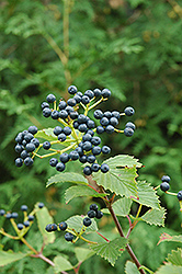 Blue Muffin Viburnum (Viburnum dentatum 'Christom') at Debbie's Greenhouse & Garden Centre