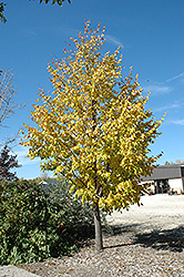 Harvest Gold Mongolian Linden (Tilia mongolica 'Harvest Gold') at Debbie's Greenhouse & Garden Centre