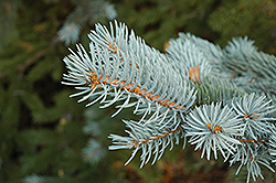 Blue Colorado Spruce (Picea pungens 'var. glauca') at Debbie's Greenhouse & Garden Centre