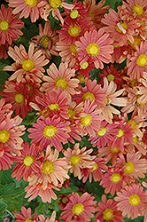 Coral Daisy Chrysanthemum (Chrysanthemum 'Coral Daisy') at Debbie's Greenhouse & Garden Centre