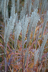 Flame Grass (Miscanthus sinensis 'Purpurascens') at Debbie's Greenhouse & Garden Centre