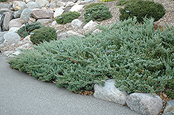 Hughes Juniper (Juniperus horizontalis 'Hughes') at Debbie's Greenhouse & Garden Centre