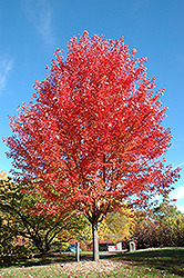 Autumn Blaze Maple (Acer x freemanii 'Jeffersred') at Debbie's Greenhouse & Garden Centre