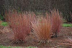 Blue Heaven Bluestem (Schizachyrium scoparium 'Blue Heaven') at Debbie's Greenhouse & Garden Centre