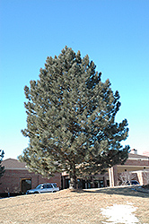 Red Pine (Pinus resinosa) at Debbie's Greenhouse & Garden Centre