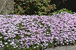 Emerald Blue Moss Phlox (Phlox subulata 'Emerald Blue') at Debbie's Greenhouse & Garden Centre