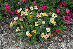 Morden Sunrise Rose (Rosa 'Morden Sunrise') at Debbie's Greenhouse & Garden Centre