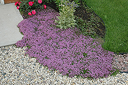 Red Creeping Thyme (Thymus praecox 'Coccineus') at Debbie's Greenhouse & Garden Centre