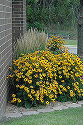 Goldsturm Coneflower (Rudbeckia fulgida 'Goldsturm') at Debbie's Greenhouse & Garden Centre