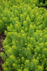 Angelina Stonecrop (Sedum rupestre 'Angelina') at Debbie's Greenhouse & Garden Centre