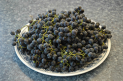 Frontenac Grape (Vitis 'Frontenac') at Debbie's Greenhouse & Garden Centre