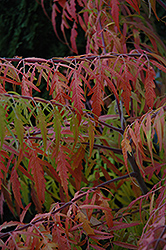 Tiger Eyes Sumac (Rhus typhina 'Bailtiger') at Debbie's Greenhouse & Garden Centre