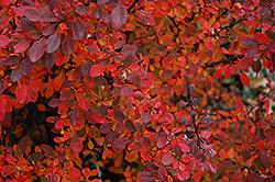 Rose Glow Japanese Barberry (Berberis thunbergii 'Rose Glow') at Debbie's Greenhouse & Garden Centre