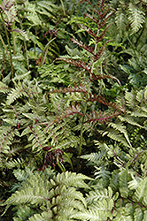Japanese Painted Fern (Athyrium nipponicum 'Metallicum') at Debbie's Greenhouse & Garden Centre