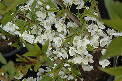 Convoy Cherry-Plum (Prunus 'Convoy') at Debbie's Greenhouse & Garden Centre