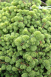 Little Gem Spruce (Picea abies 'Little Gem') at Debbie's Greenhouse & Garden Centre