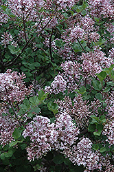 Dwarf Korean Lilac (Syringa meyeri 'Palibin') at Debbie's Greenhouse & Garden Centre