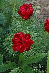 Double Fernleaf Peony (Paeonia tenuifolia 'Rubra Plena') at Debbie's Greenhouse & Garden Centre