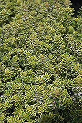 Lemon Thyme (Thymus x citriodorus) at Debbie's Greenhouse & Garden Centre