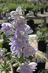 Magic Fountains Lavender White Bee Larkspur (Delphinium 'Magic Fountains Lavender White Bee') at Debbie's Greenhouse & Garden Centre