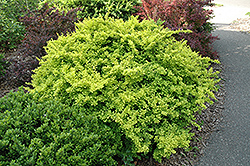 Golden Japanese Barberry (Berberis thunbergii 'Aurea') at Debbie's Greenhouse & Garden Centre