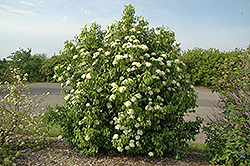 Nannyberry (Viburnum lentago) at Debbie's Greenhouse & Garden Centre
