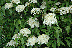 Nannyberry (Viburnum lentago) at Debbie's Greenhouse & Garden Centre