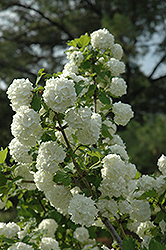 Snowball Viburnum (Viburnum opulus 'Roseum') at Debbie's Greenhouse & Garden Centre