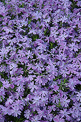 Emerald Blue Moss Phlox (Phlox subulata 'Emerald Blue') at Debbie's Greenhouse & Garden Centre