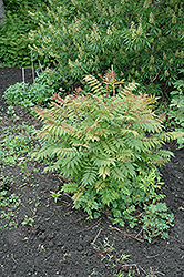 Sem False Spirea (Sorbaria sorbifolia 'Sem') at Debbie's Greenhouse & Garden Centre