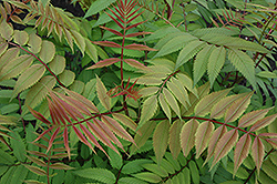 Sem False Spirea (Sorbaria sorbifolia 'Sem') at Debbie's Greenhouse & Garden Centre