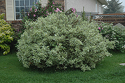 Ivory Halo Dogwood (Cornus alba 'Ivory Halo') at Debbie's Greenhouse & Garden Centre