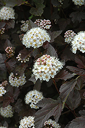 Diablo Ninebark (Physocarpus opulifolius 'Monlo') at Debbie's Greenhouse & Garden Centre
