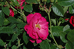 John Cabot Rose (Rosa 'John Cabot') at Debbie's Greenhouse & Garden Centre