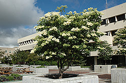 Ivory Silk Japanese Tree Lilac (Syringa reticulata 'Ivory Silk') at Debbie's Greenhouse & Garden Centre
