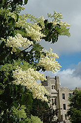 Ivory Silk Japanese Tree Lilac (Syringa reticulata 'Ivory Silk') at Debbie's Greenhouse & Garden Centre