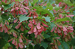 Flame Amur Maple (Acer ginnala 'Flame') at Debbie's Greenhouse & Garden Centre