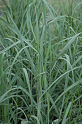 Heavy Metal Blue Switch Grass (Panicum virgatum 'Heavy Metal') at Debbie's Greenhouse & Garden Centre