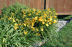 Stella de Oro Daylily (Hemerocallis 'Stella de Oro') at Debbie's Greenhouse & Garden Centre