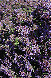 Walker's Low Catmint (Nepeta x faassenii 'Walker's Low') at Debbie's Greenhouse & Garden Centre