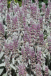 Lamb's Ears (Stachys byzantina) at Debbie's Greenhouse & Garden Centre
