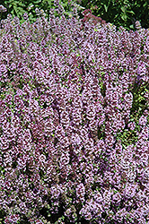 Mother-of-Thyme (Thymus praecox) at Debbie's Greenhouse & Garden Centre