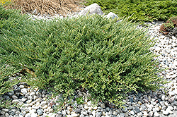 Andorra Juniper (Juniperus horizontalis 'Plumosa Compacta') at Debbie's Greenhouse & Garden Centre
